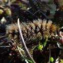 A fuzzy caterpillar in the vegetation.